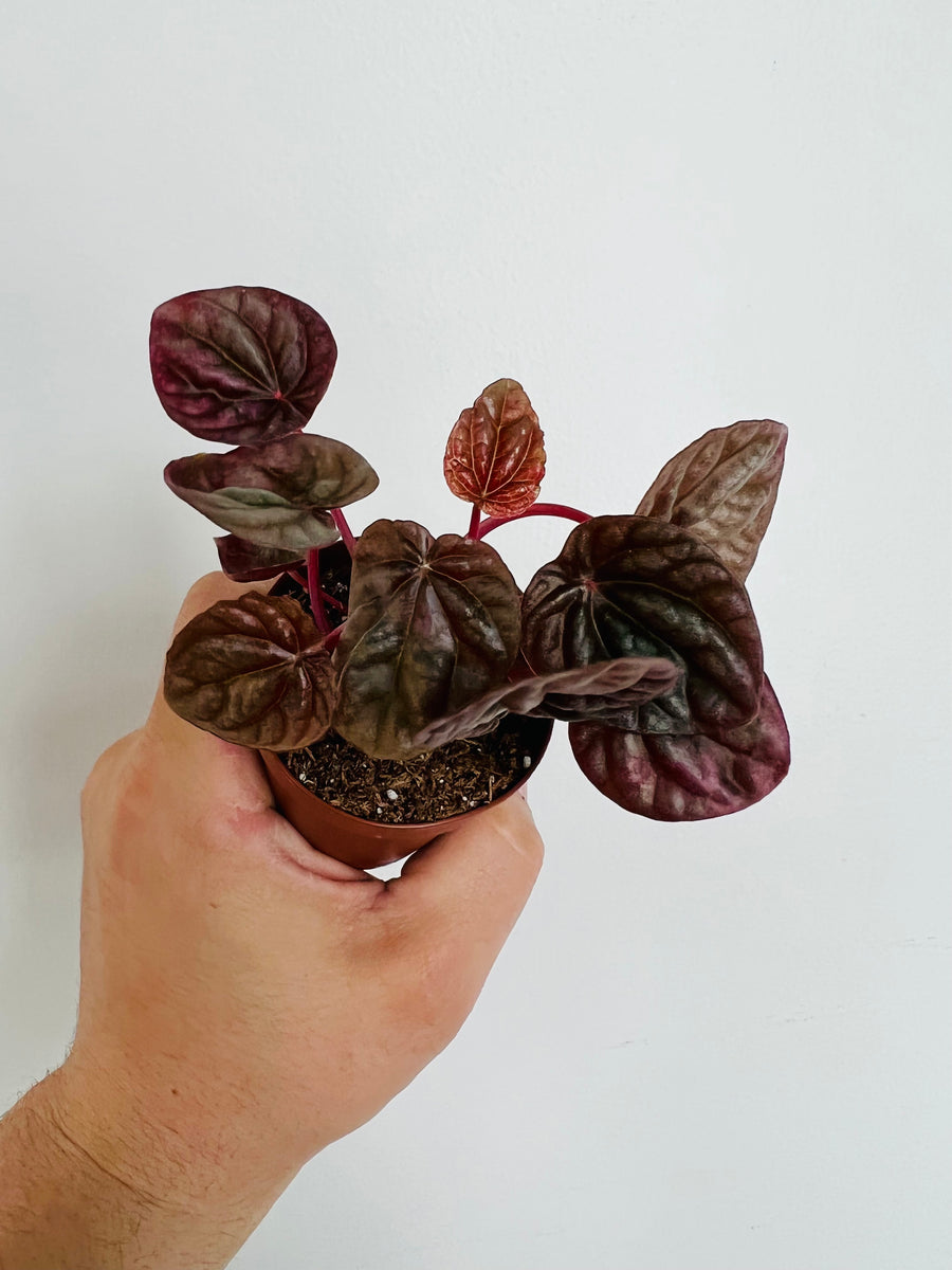 Peperomia Caperata 'Luna Red' - 2
