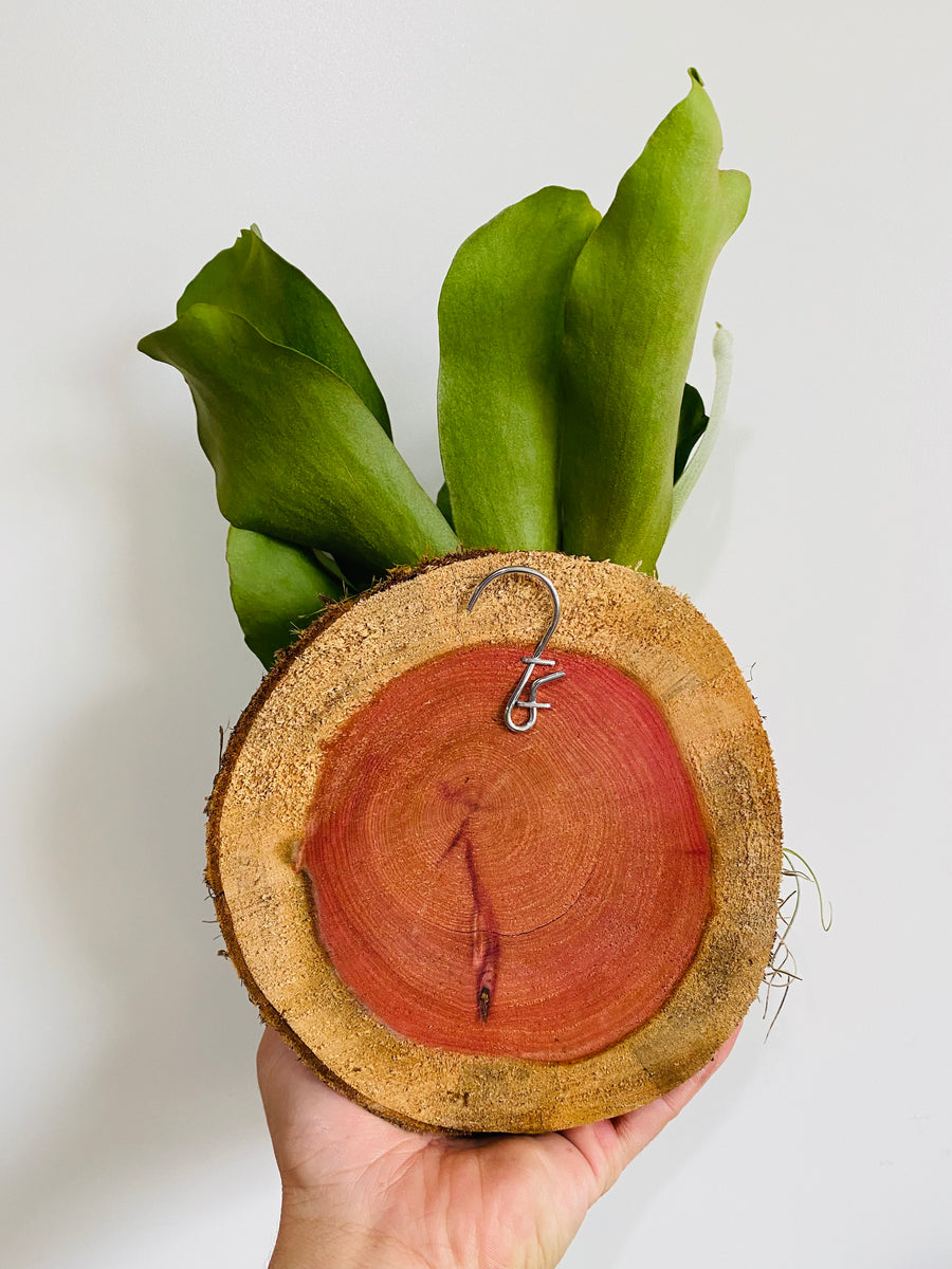 Staghorn Fern - Mounted on Cedar Plaque