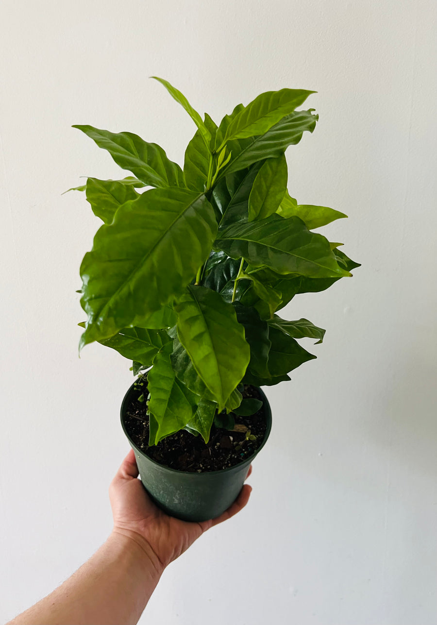 Arabica Coffee Bean Plant - 6