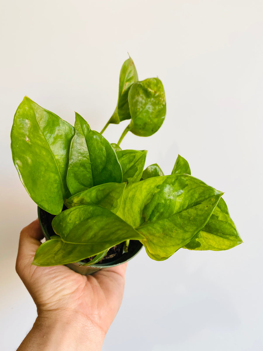 jade vs emerald pothos Emerald Pothos - Epipremnum Aureum 'Emerald'
