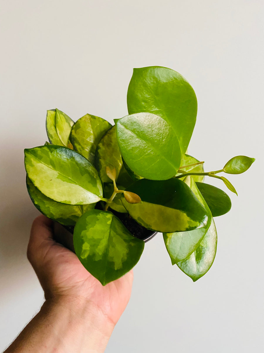 Hoya Australis ‘Lisa’ - 4