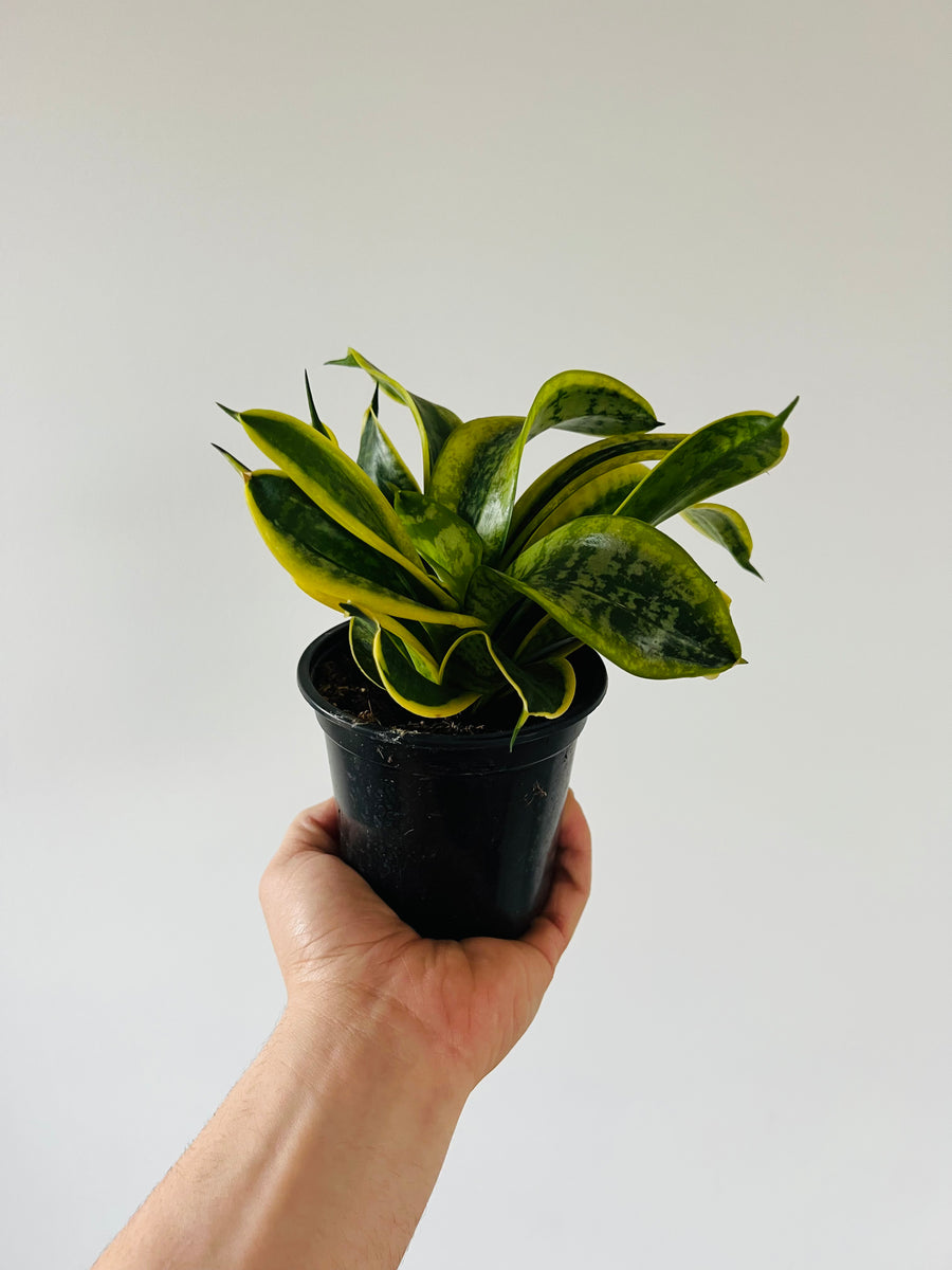 Sansevieria Twisted Sister - Hybrid Snake Plant - 4
