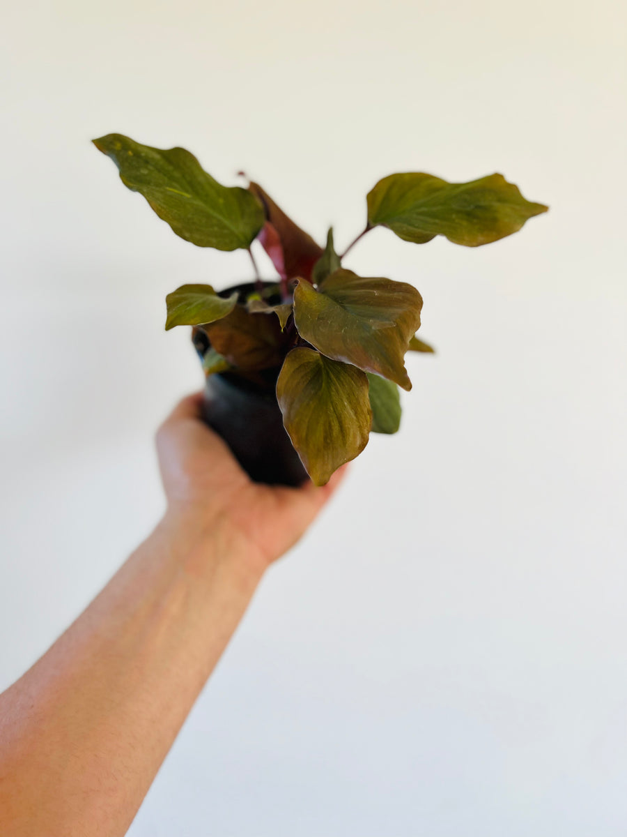 Homalomena 'Flaming Red' - 4