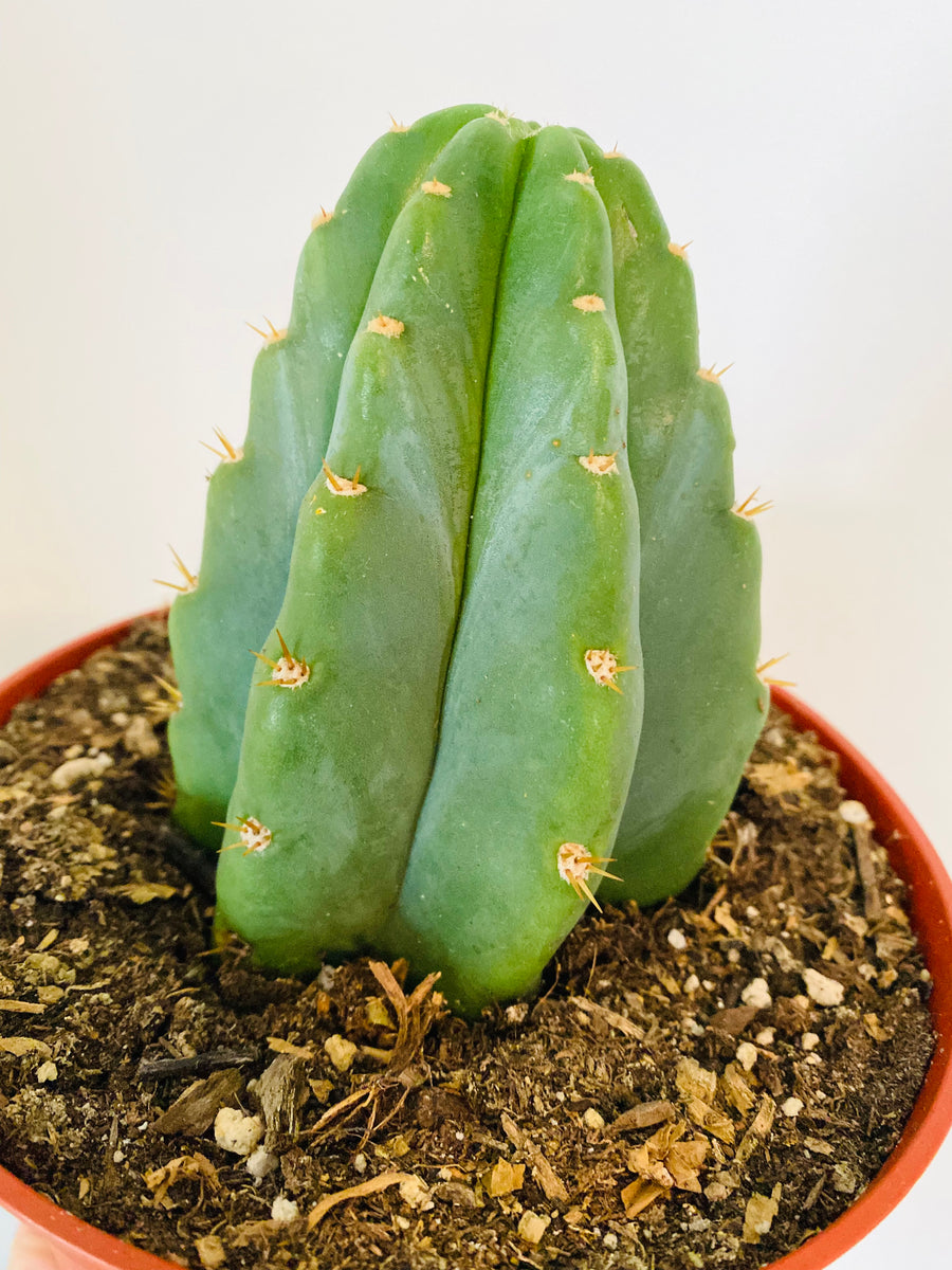 San Pedro Cactus - Trichocereus Pachanoi - 6