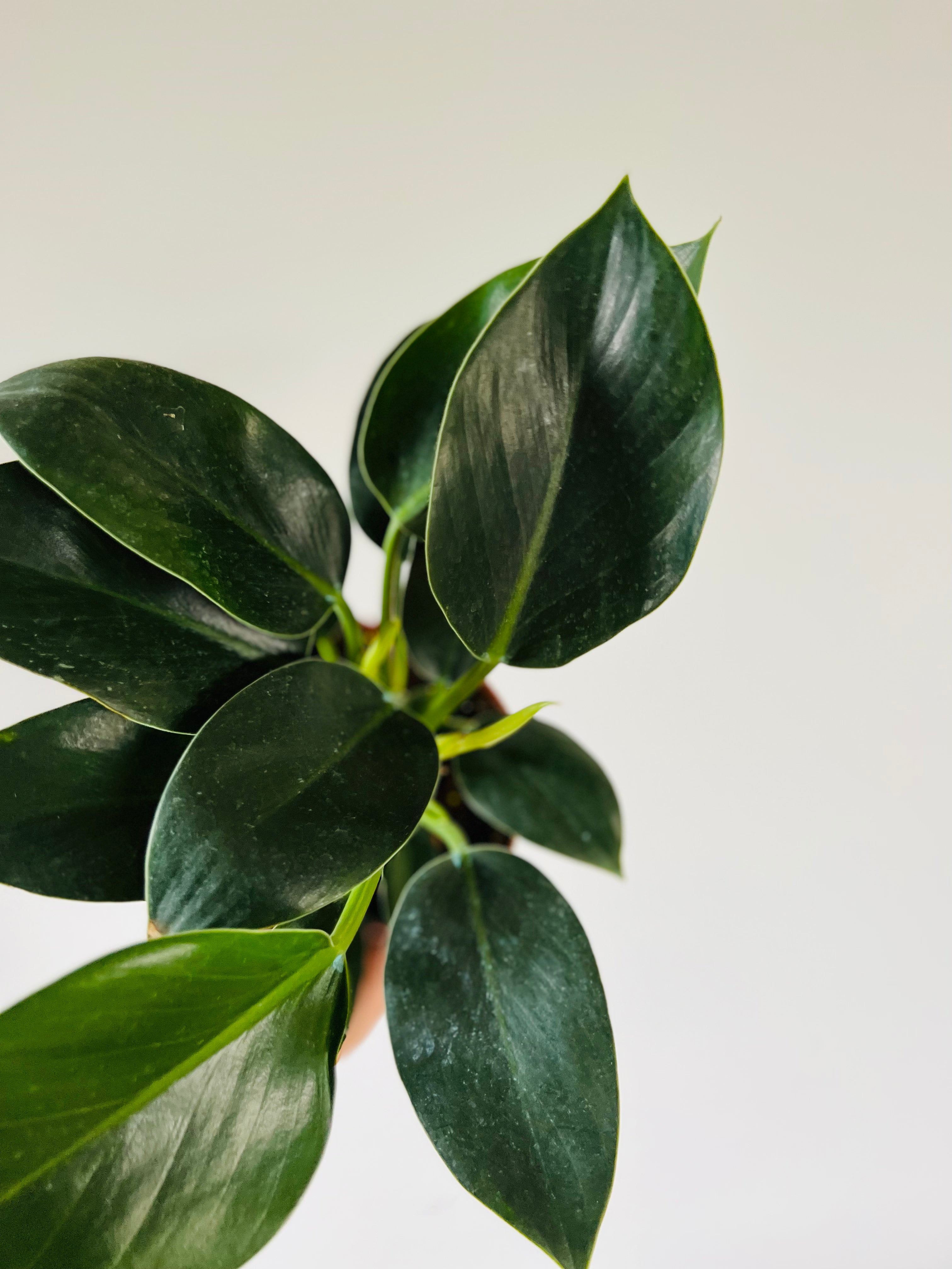 Philodendron Congo.Apple 6" Pot Brumley & Bloom