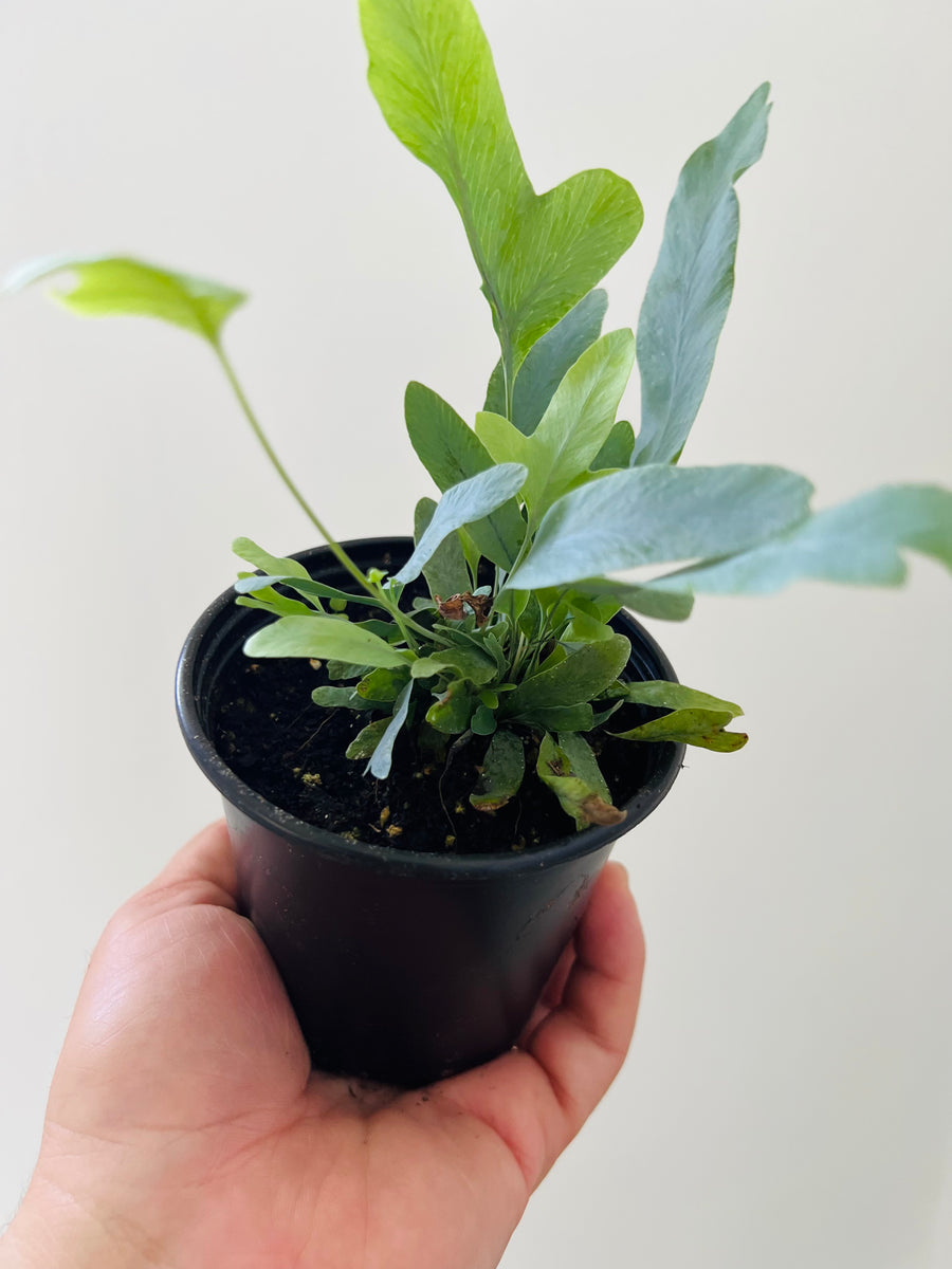 Blue Star Fern - 4