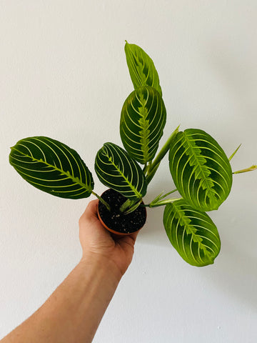 Maranta Leuconeura 'Lemon' - Lemon Lime Prayer Plant - 3