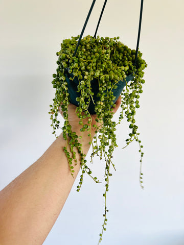 Variegated String of Pearls - Curio Rowleyanus - Very Full & Trailing - 6