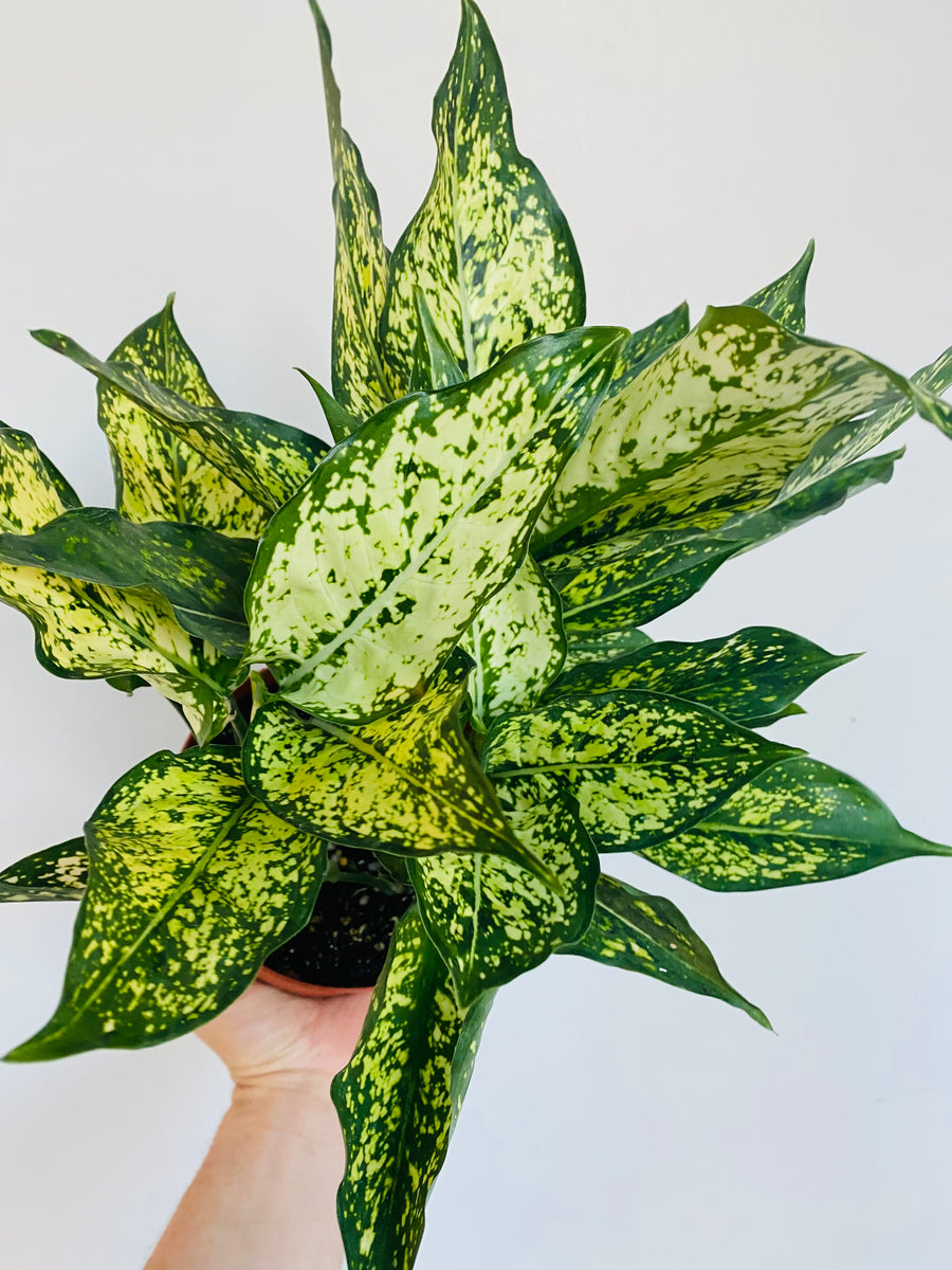 Aglaonema 'Osaka' - 6