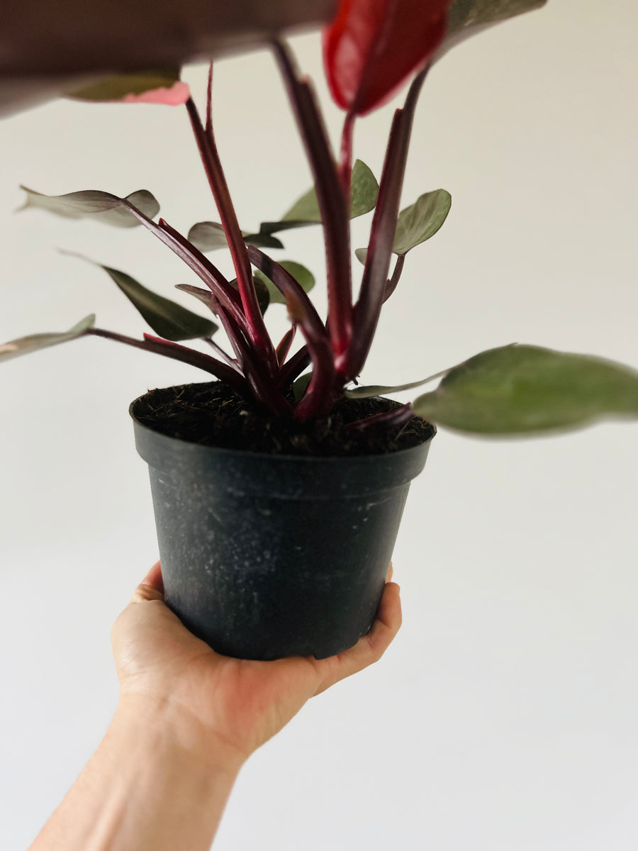 Philodendron Pink Princess - Low to Medium Variegation - 6