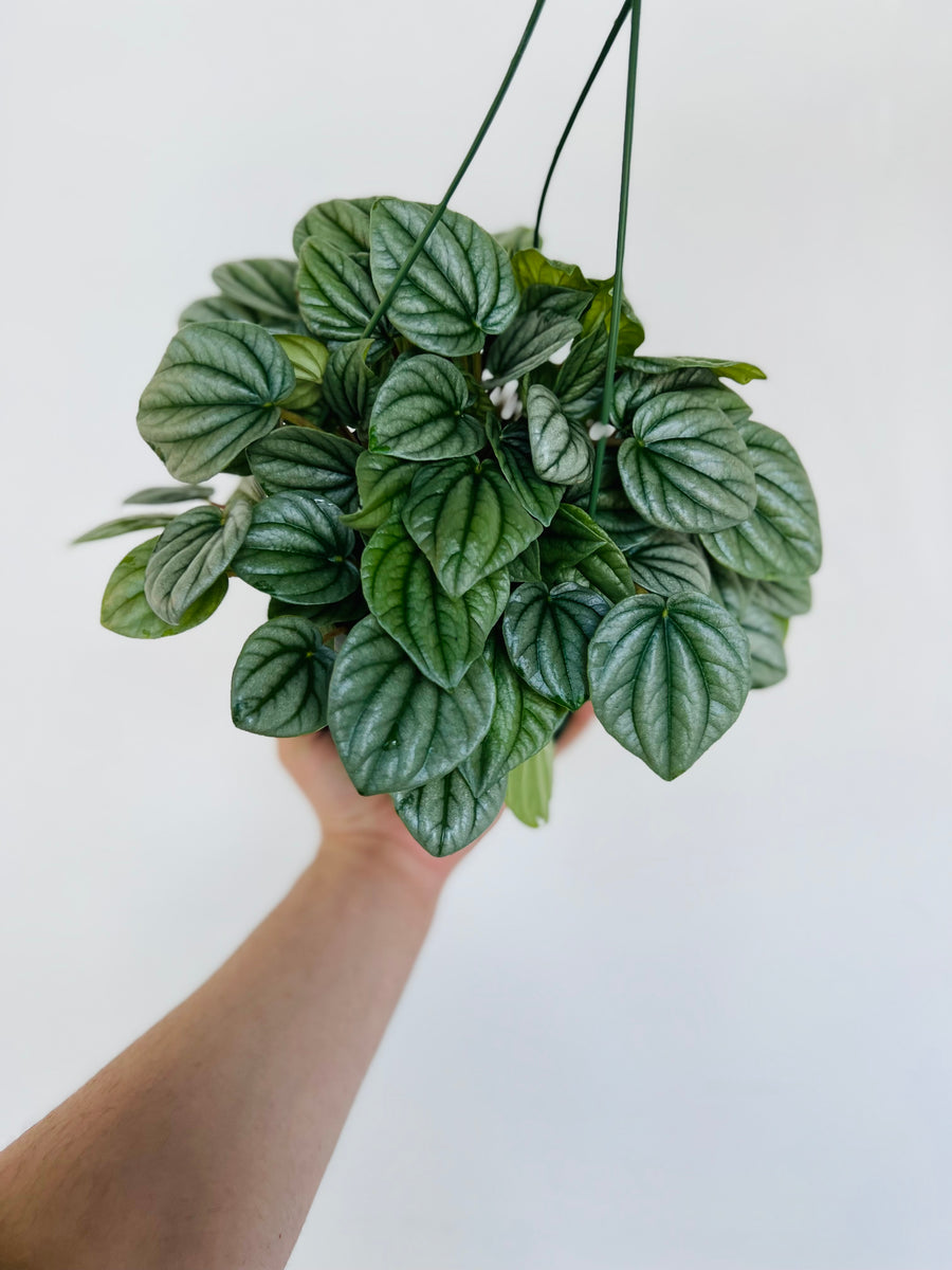Peperomia Caperata 'Frost' - 6