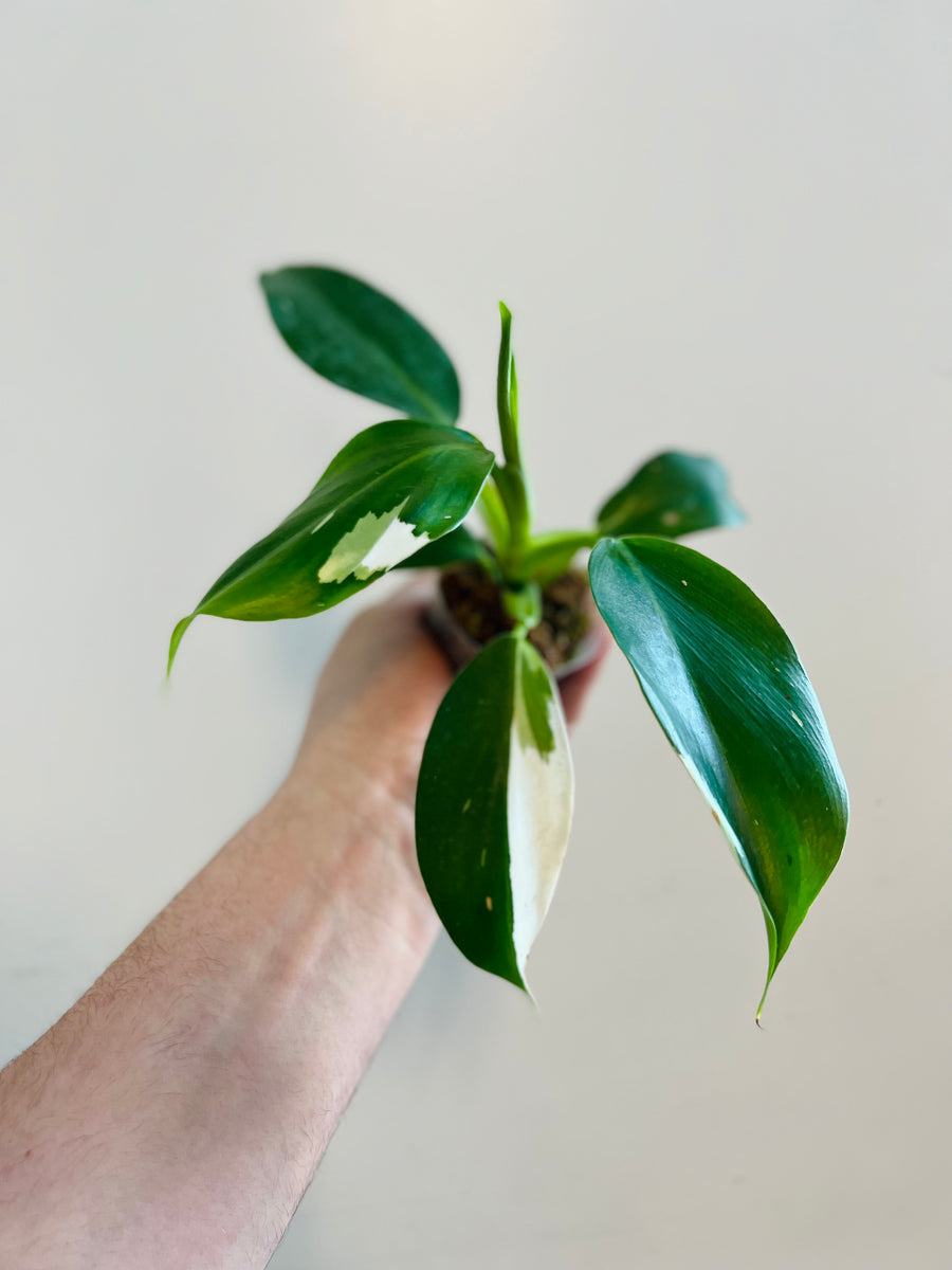 Philodendron White Wizard - 2