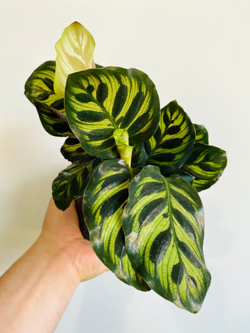 Calathea Makoyana - Peacock Plant - 4