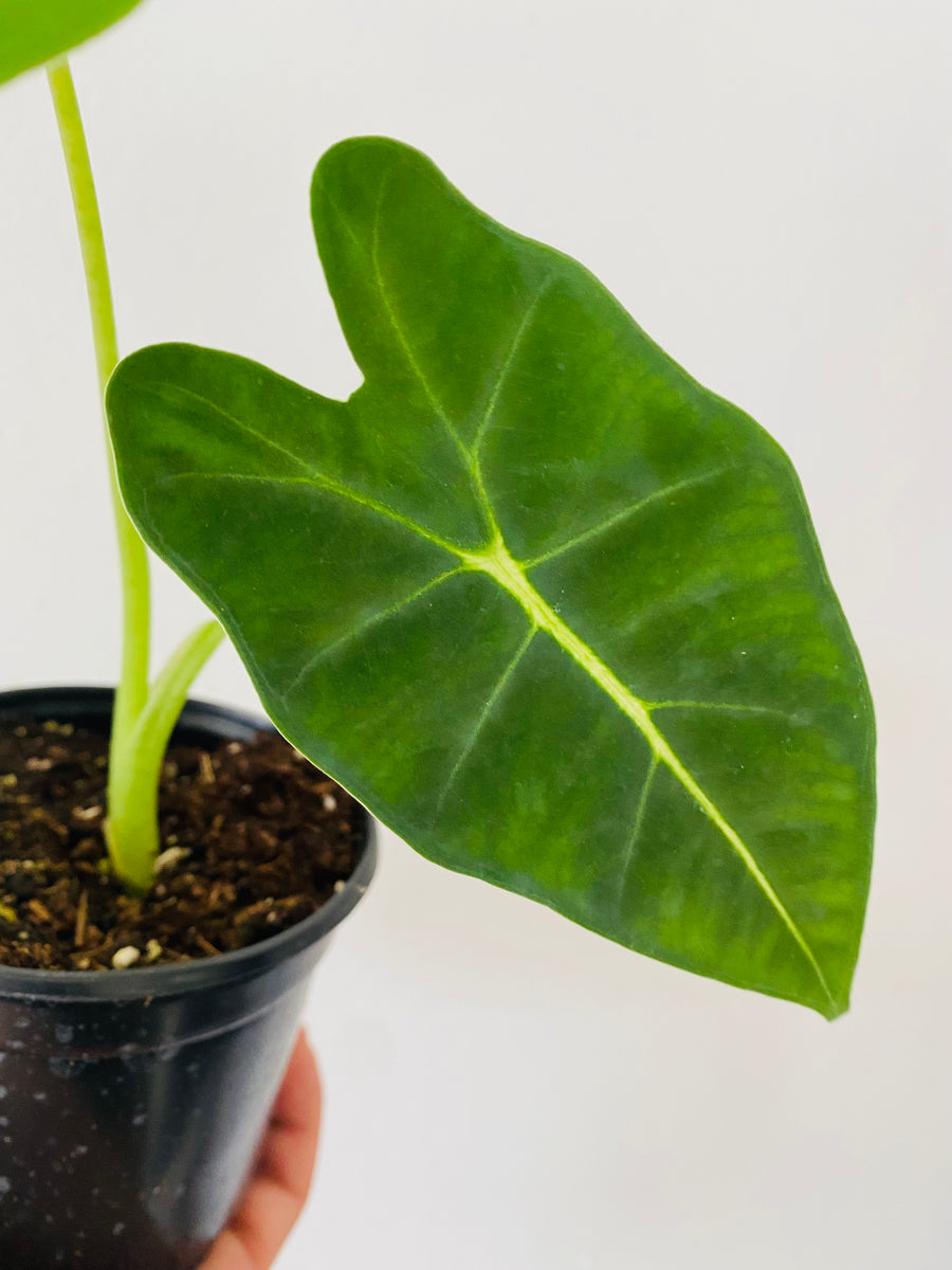 Alocasia Frydek - 4