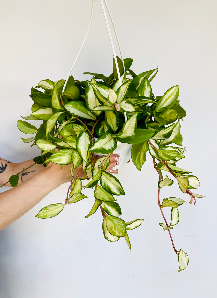 Hoya Carnosa 'Krimson Princess' - 8