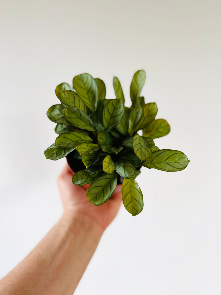 Calathea Burle Marxii Amagris - 4