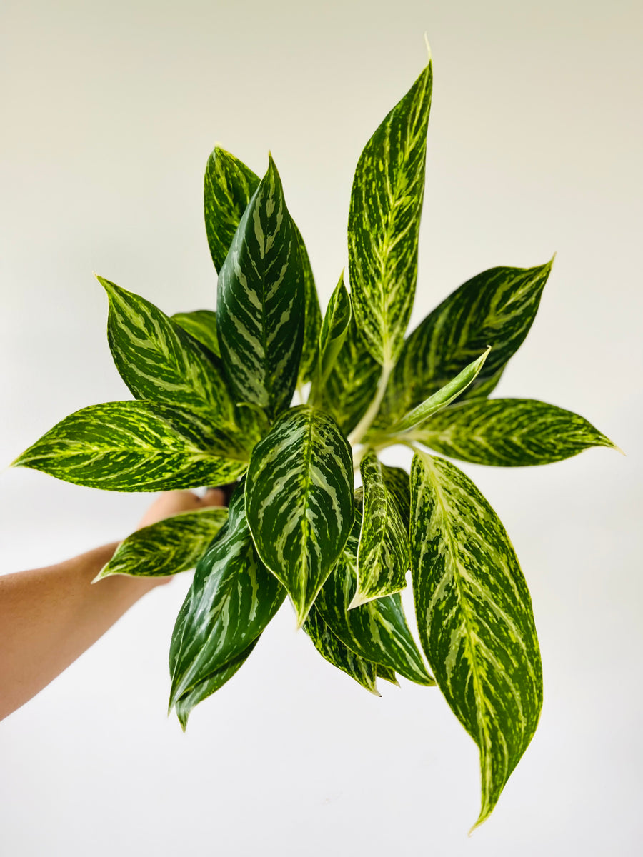 Aglaonema Golden Madonna - 6