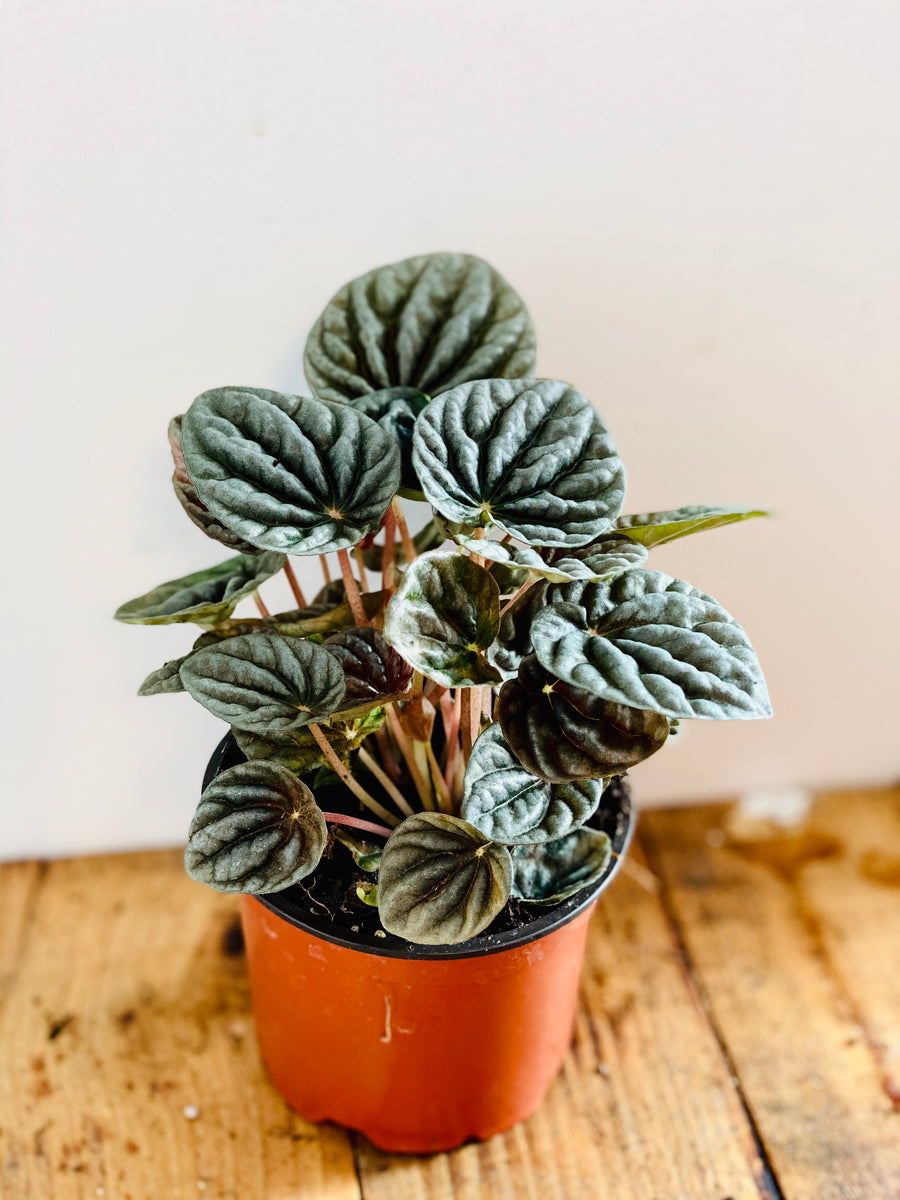 Peperomia Caperata 'Emerald Ripple' - 4