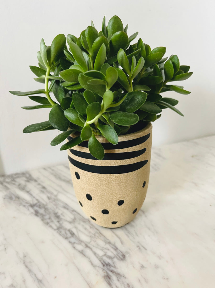 Cairo Planter - 4