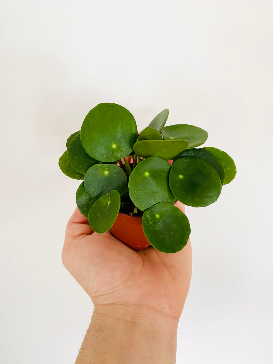 Pilea Peperomioides - Chinese Money Plant - 3