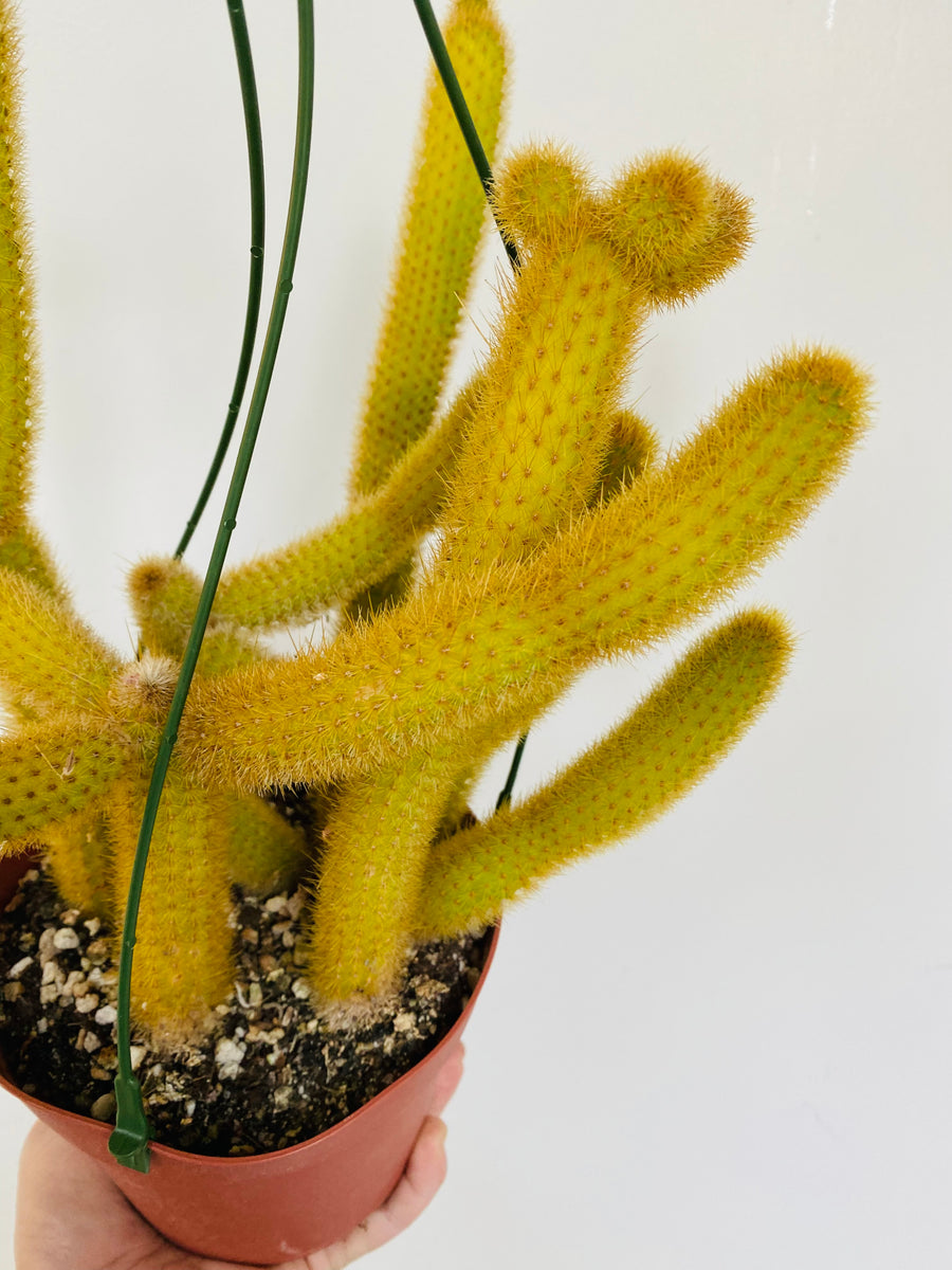 Golden Rat Tail Cactus - Cleistocactus Winteri  - 6