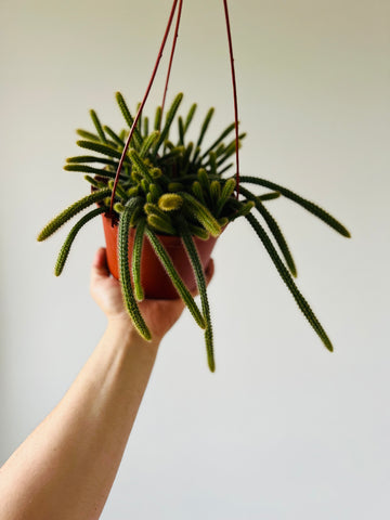 Rat Tail Cactus - Aporocactus Flagelliformis  - 6