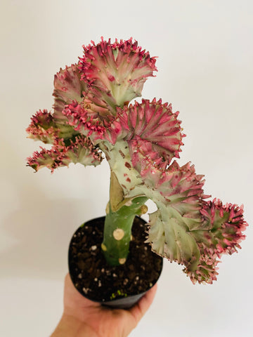 Euphorbia Lactea 'Cristata' - Pink Coral Cactus - 4