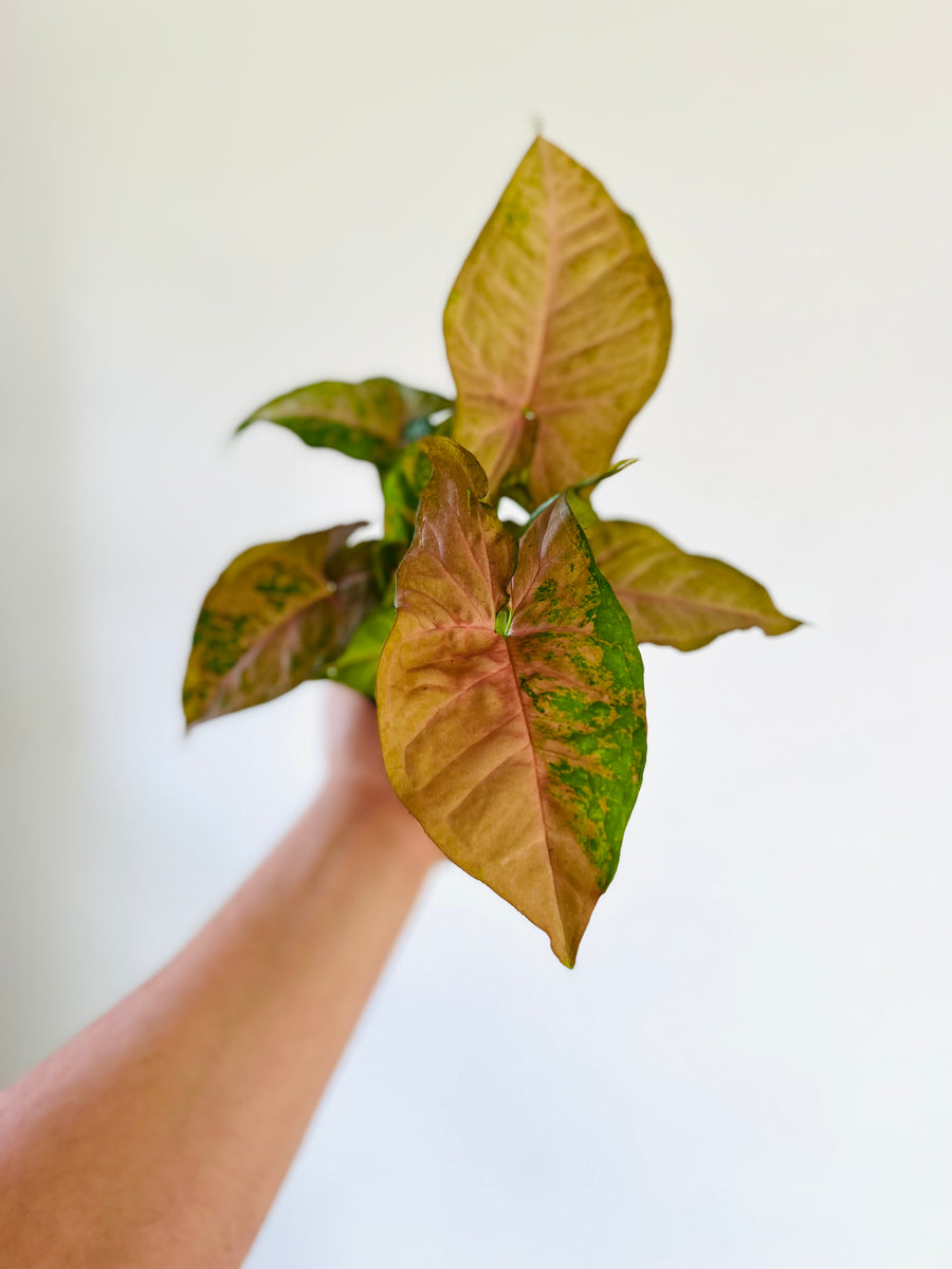 Syngonium Pink Flecked - Rare Syngonium - 4