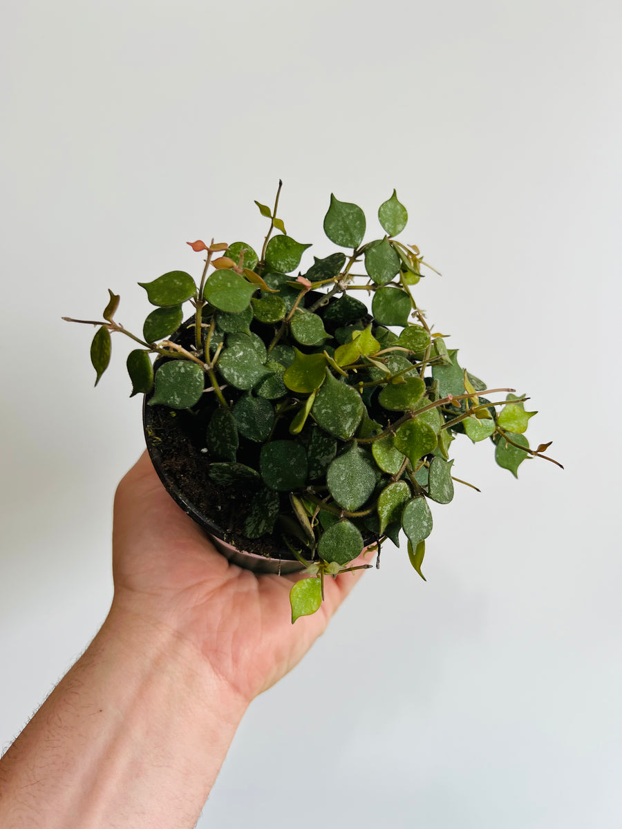 Hoya Curtsii - 4