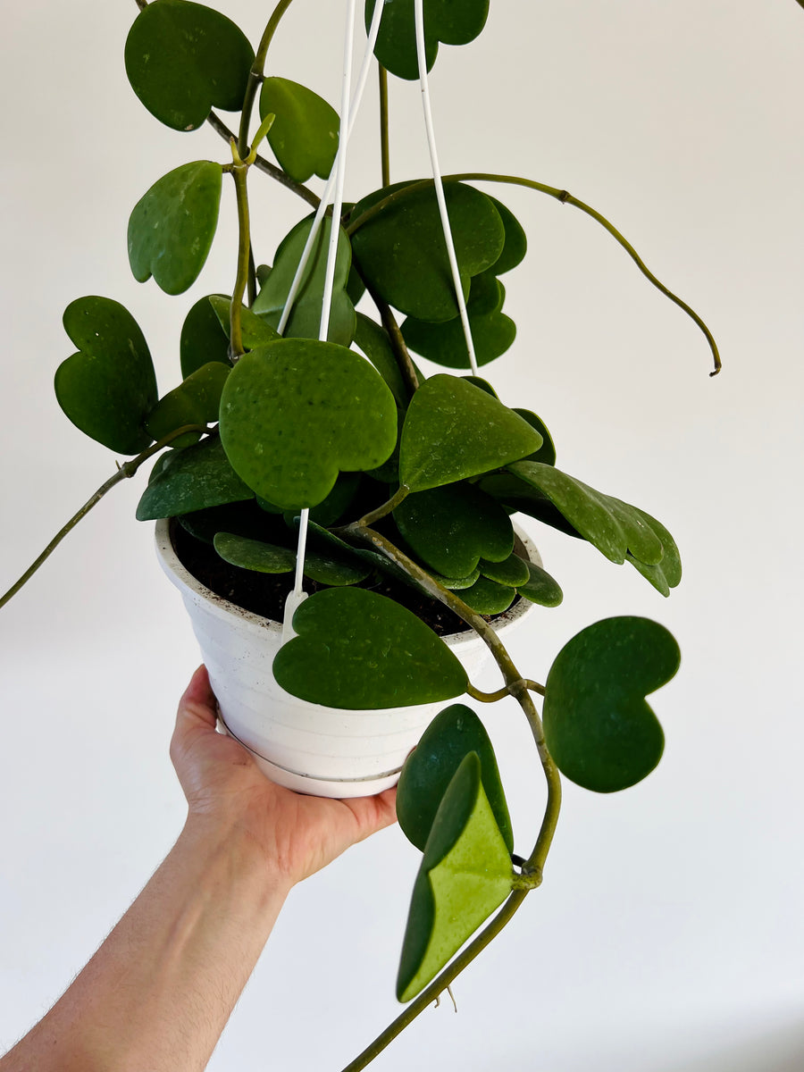 Hoya Kerrii Vining - Mother Plants - Very Large & Vining - 8