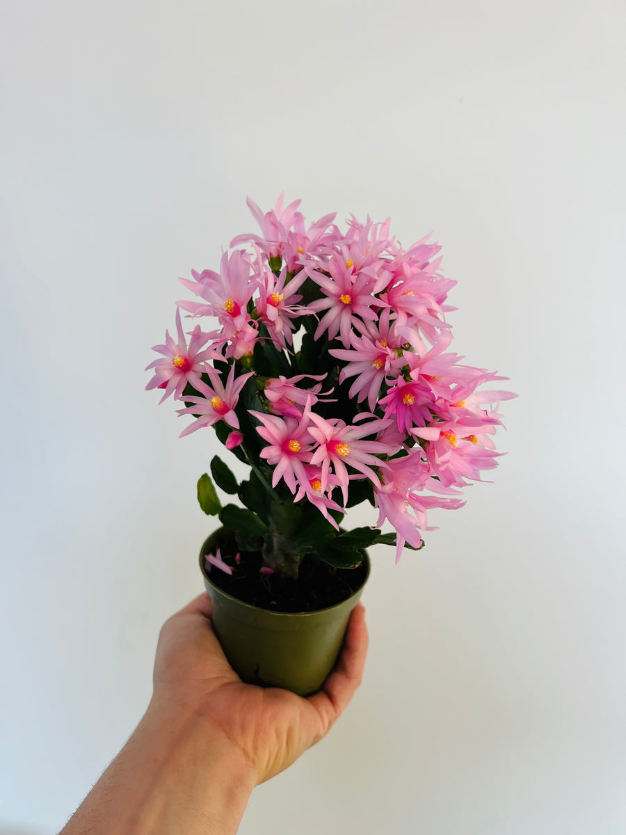 Spring Cactus - Schlumbergera Gaertneri  - 4