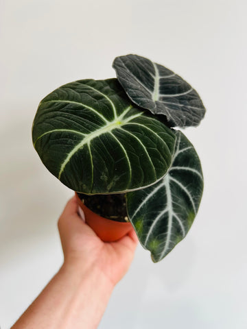 Alocasia Reginula 'Black Velvet' - 4