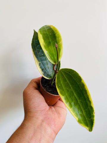 Hoya Macrophylla 