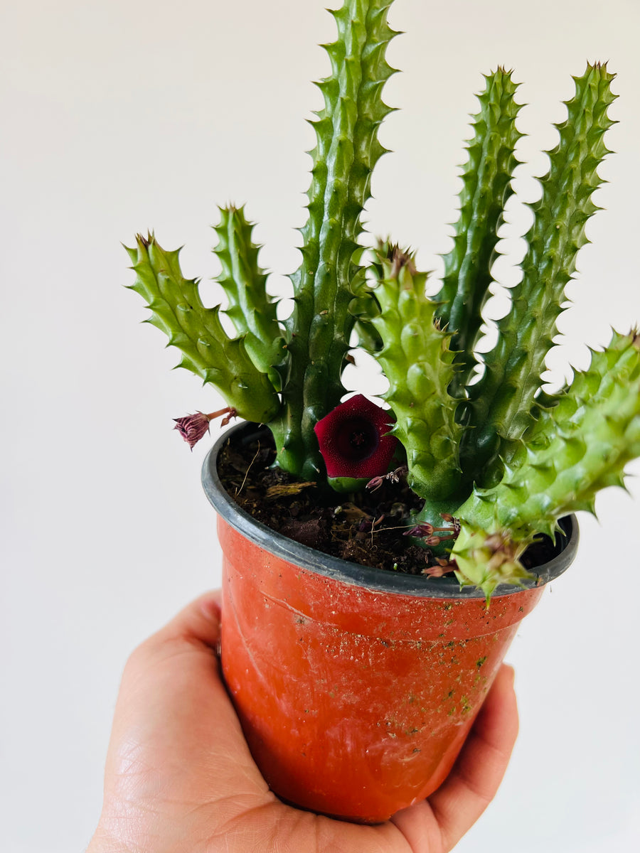 Red Dragon Cactus - Huernia Scheideriana - 4