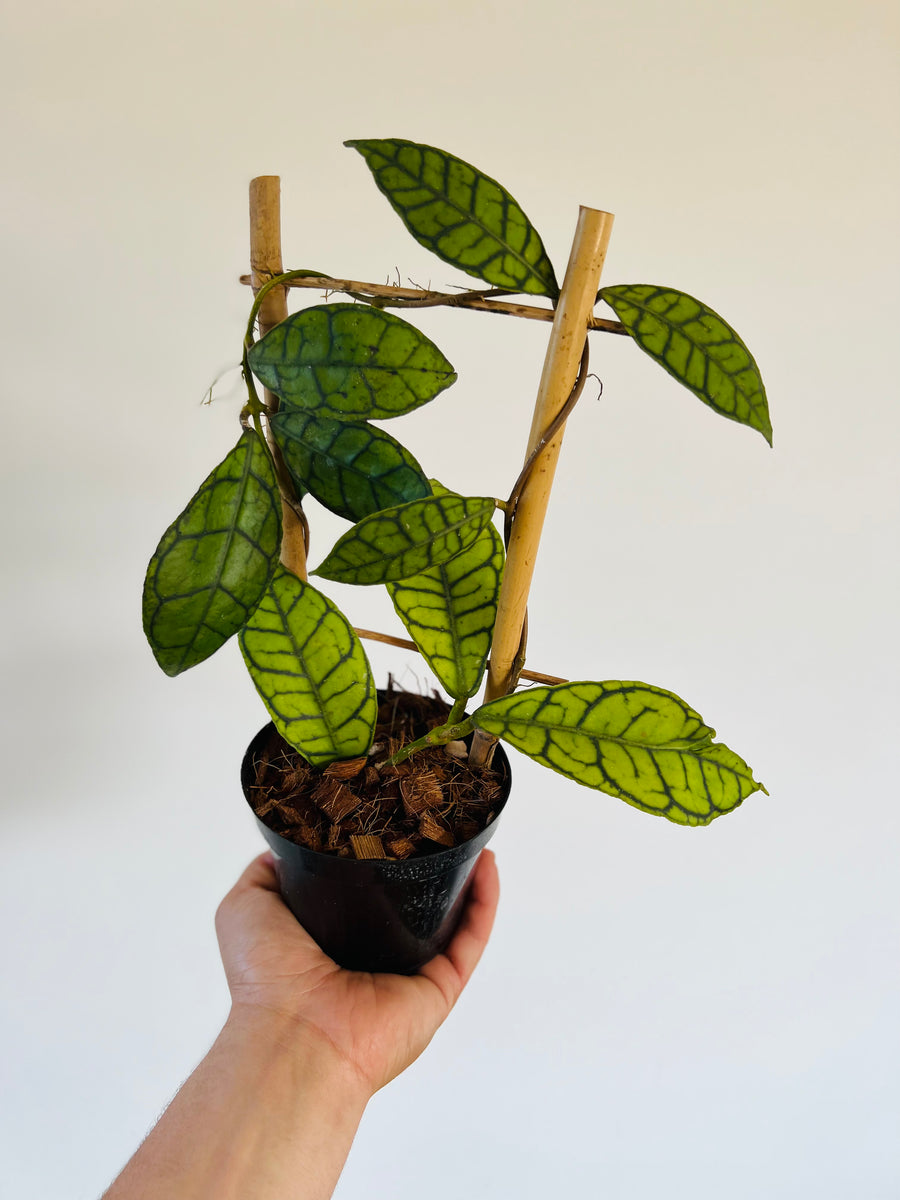 Hoya Callistophyla on Trellis - Rare Hoya - 4” Pot