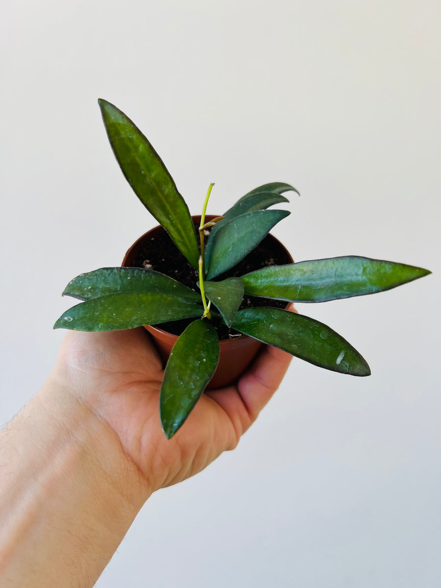 Hoya Rosita - Sunstressed - Rare Hoya - 3