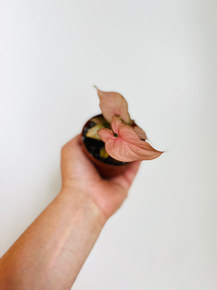 Syngonium Podophyllum 'Pink Splash' - Rare Syngonium - 3