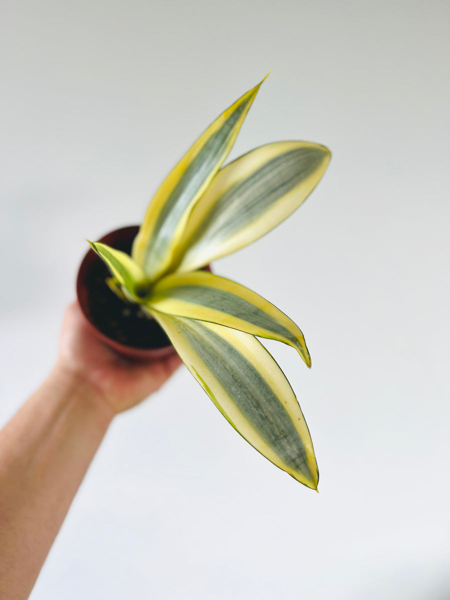 Ghost Sansevieria - Rare Snake Plant - New Cultivar - 4