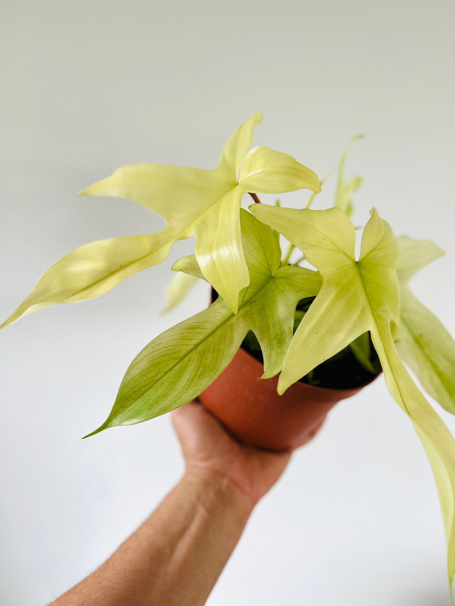 Philodendron Florida Ghost Mint - Highly Variegated - 6