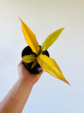 Philodendron Pluto Gold - 4