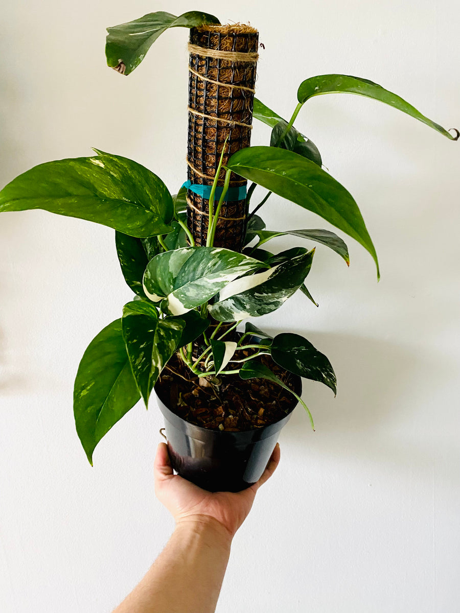 Epipremnum Pinnatum 'Albo Variegata’ - On Moss Pole - 6