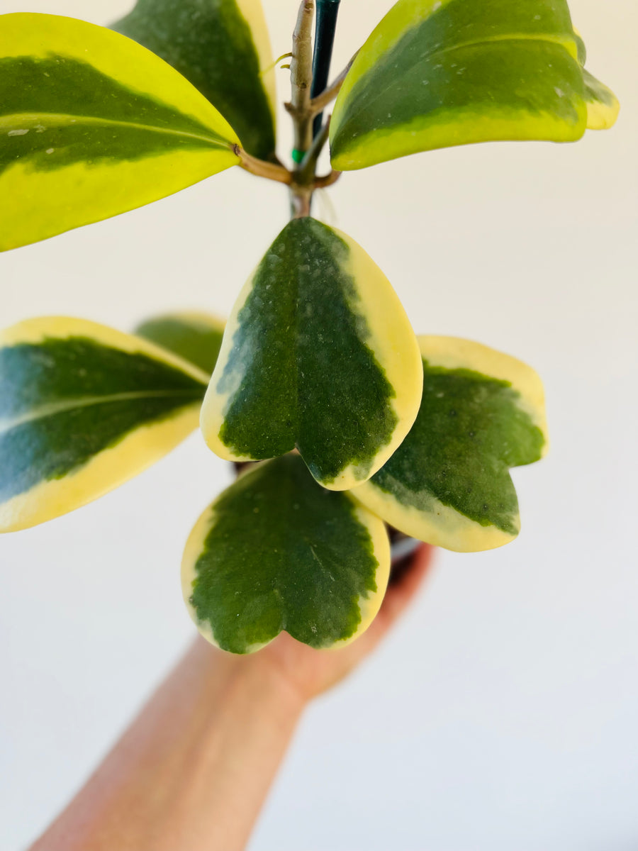 Hoya Kerrii ‘Outer Variegated’ - Very Large & Vining - 5