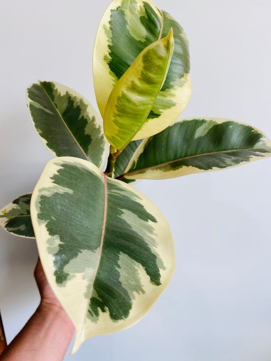 Ficus Tieneke - 6
