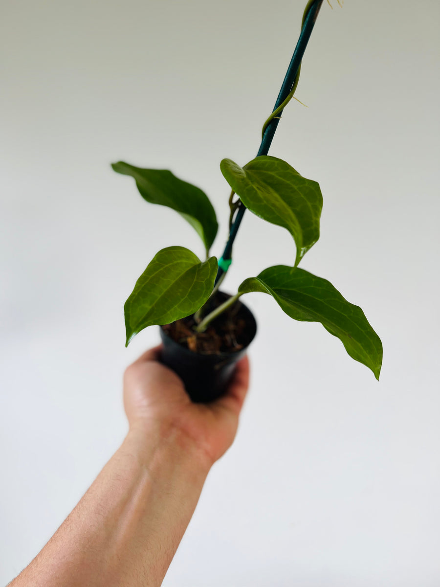 Hoya Quinquenervia - 4