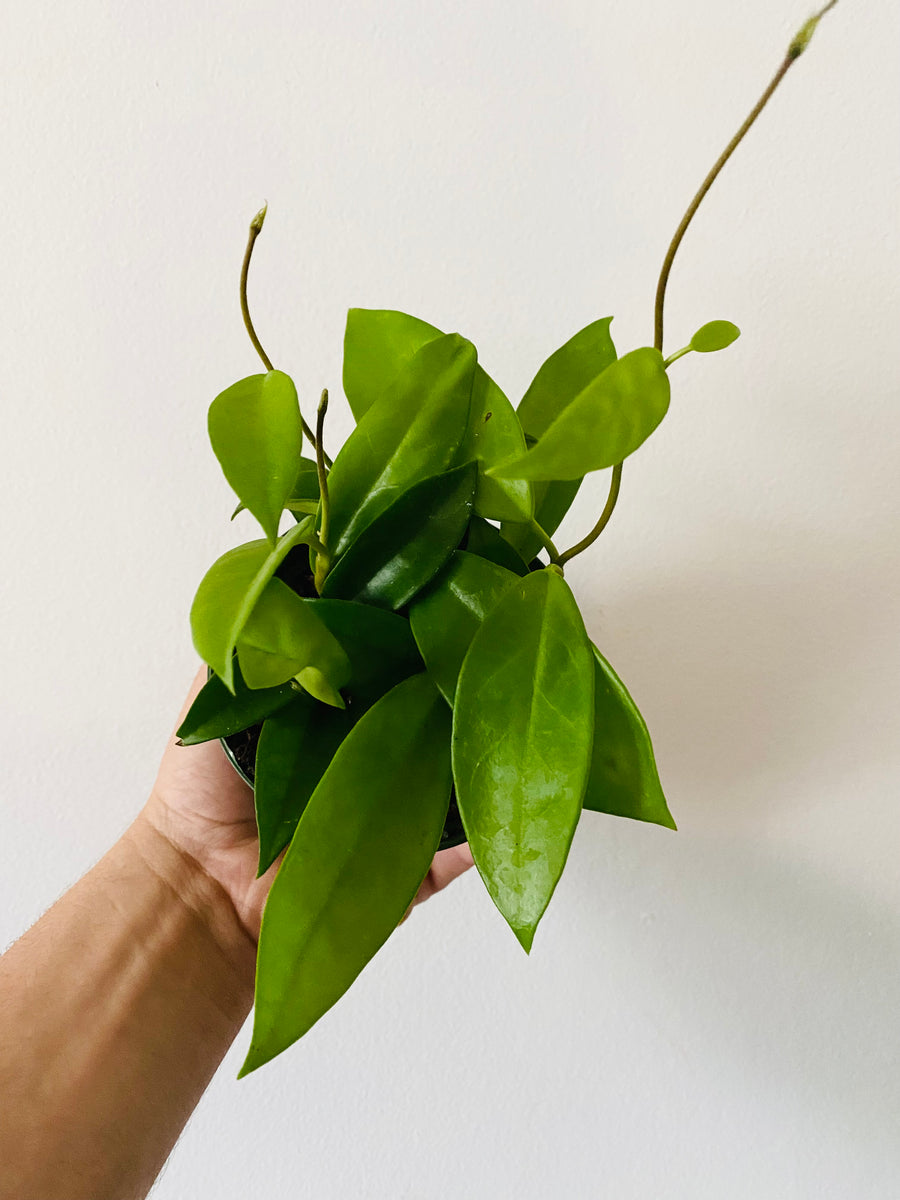 Hoya Carnosa 'Green' - 4