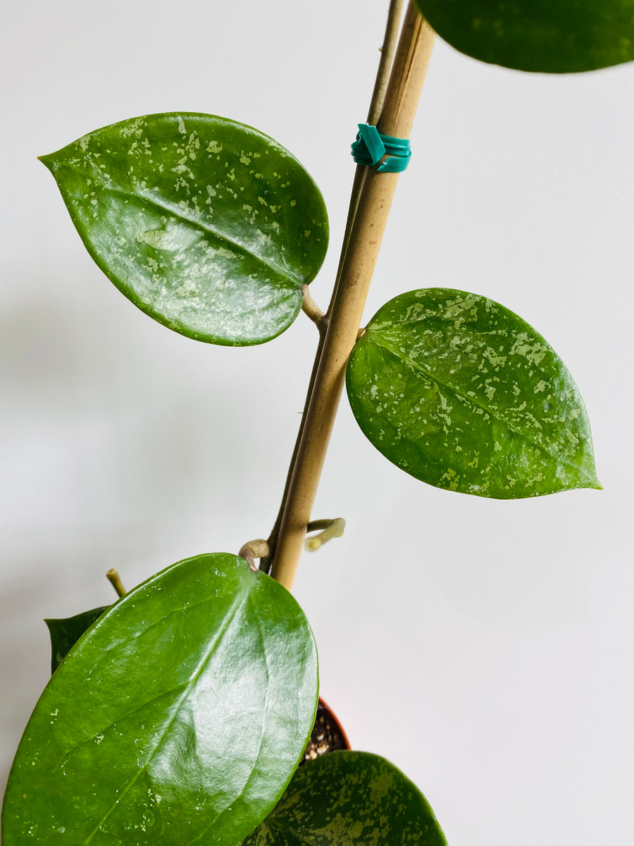 Hoya Verticillata 'Splash w/ Heart Shaped Leaves