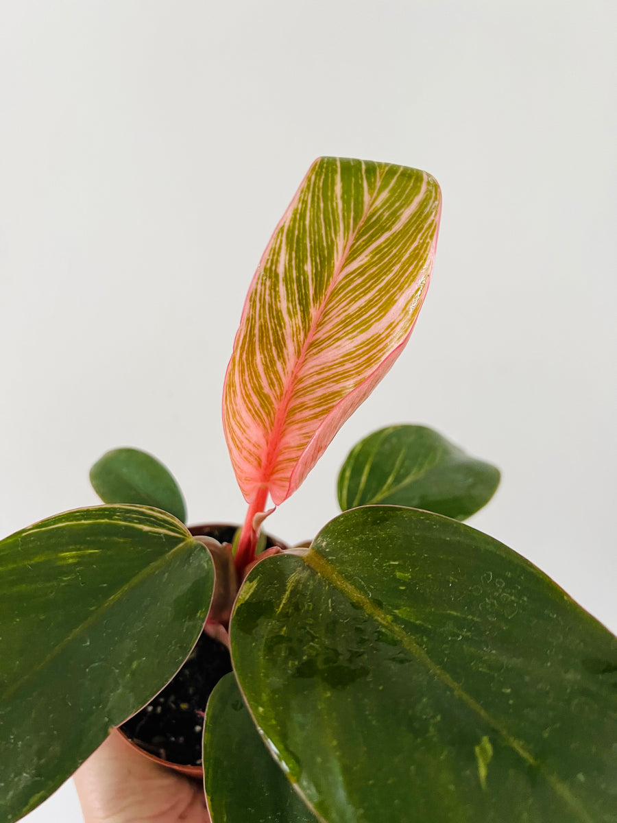 Philodendron Pink Birkin - New Cultivar - 4