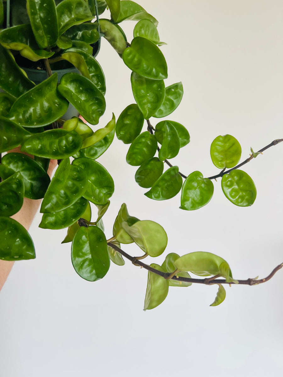 Hoya Krinkle 8 - Very Full - 6