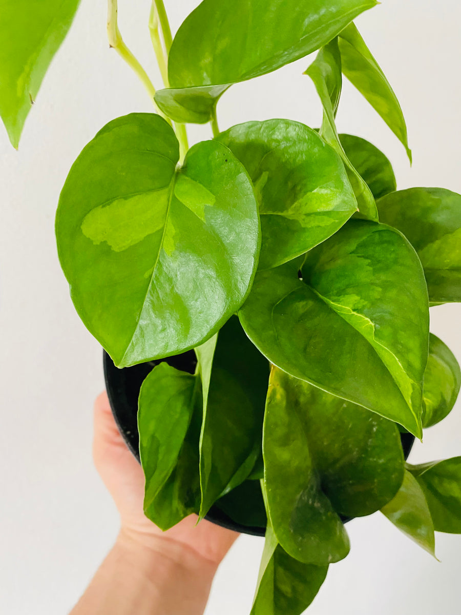 Pothos Global Green - Epipremnum Aureum ‘Global Green’ - 6