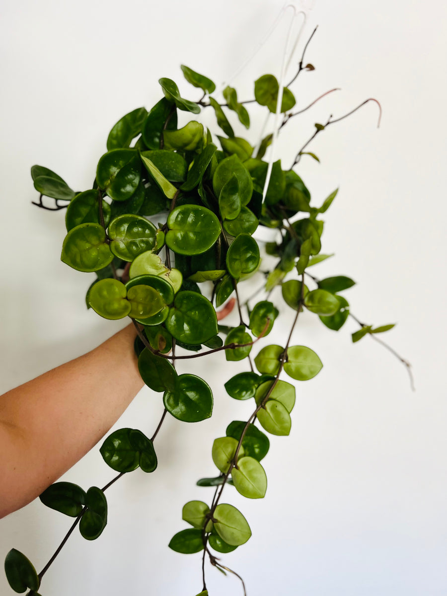 Hoya Carnosa 'Chelsea' - 8